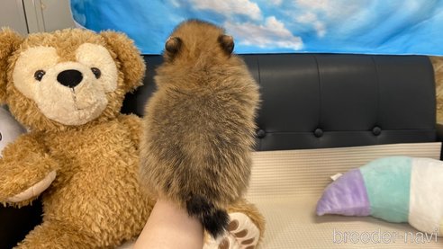 成約済の兵庫県のポメラニアン-311232の10枚目
